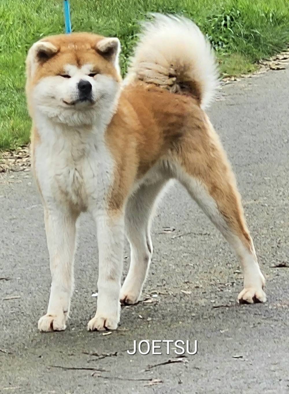 joetsu_reproducteur-male-elevage-akita-inu-la-joaillerie-de-la-cour (1)