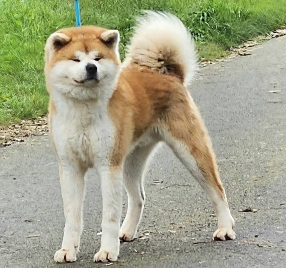 Joetsu go namitori