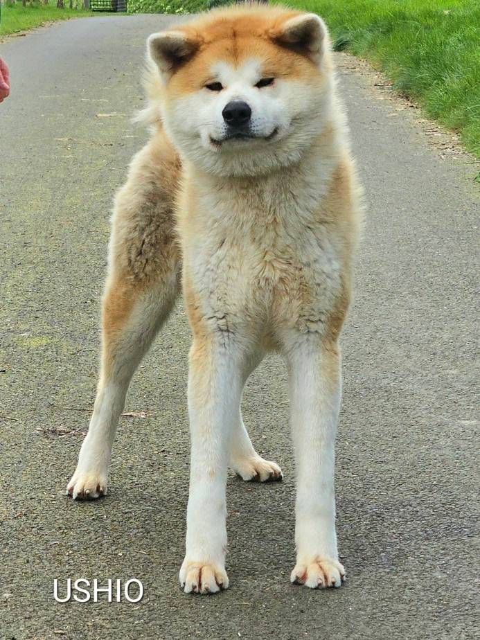 USHIO des fidèles akita ken