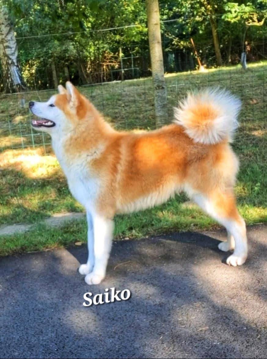 V'Saiko no go du Clos des chtis