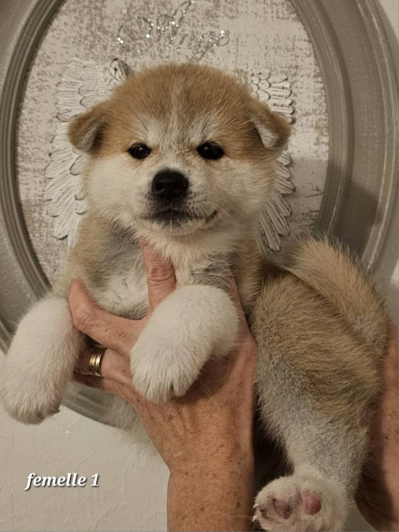 USHIO des fidèles akita ken x Vaihana de la JOAILLERIE de la Cour